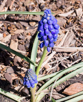 Image of Armenian grape hyacinth