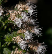 Image of Echium simplex DC.