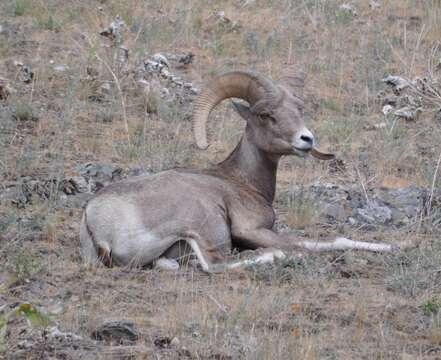 Imagem de Ovis canadensis canadensis Shaw 1804