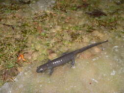 Plancia ëd Ambystoma jeffersonianum (Green 1827)