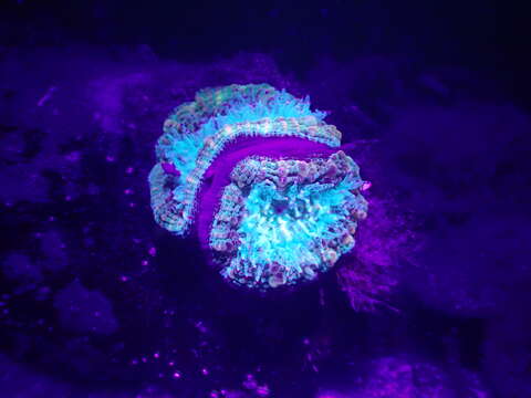 Image of Large polyp hard coral