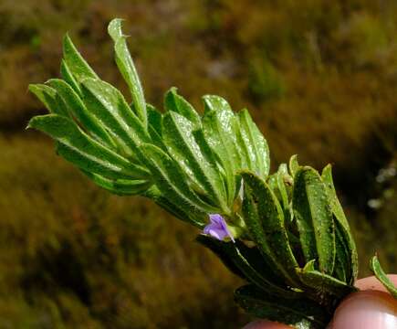 Image of Otholobium mundianum (Eckl. & Zeyh.) C. H. Stirt.