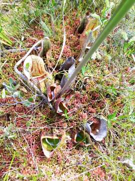 Image of southern purple pitcherplant