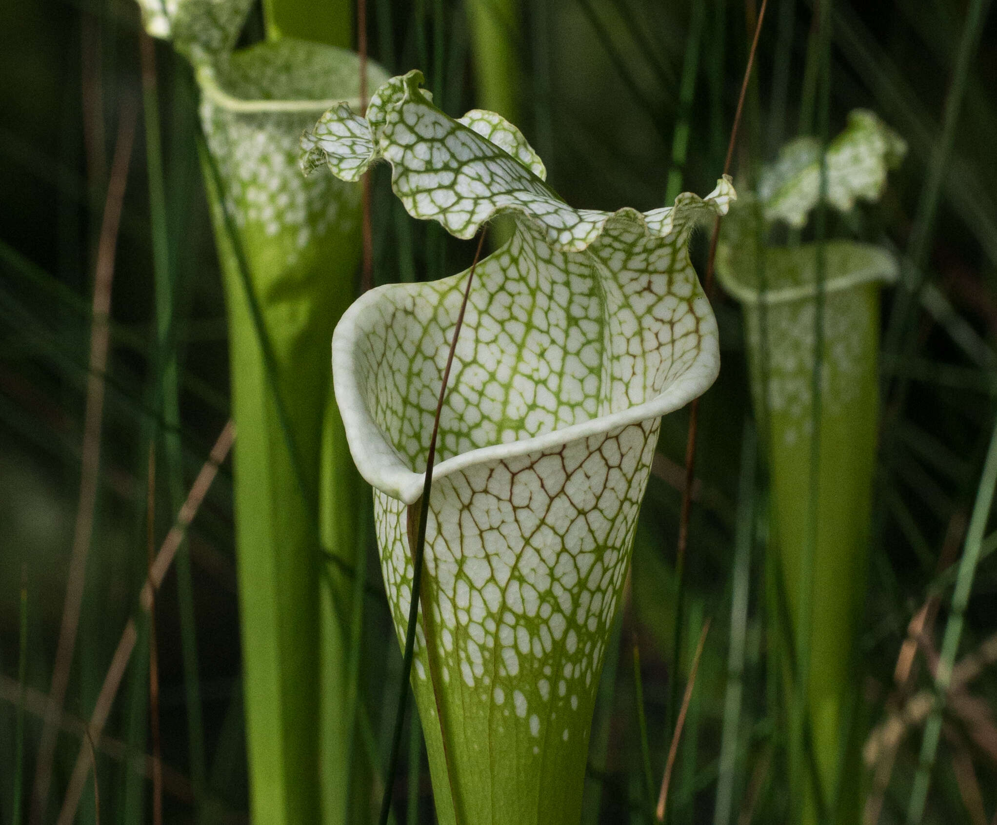 Image of crimson pitcherplant