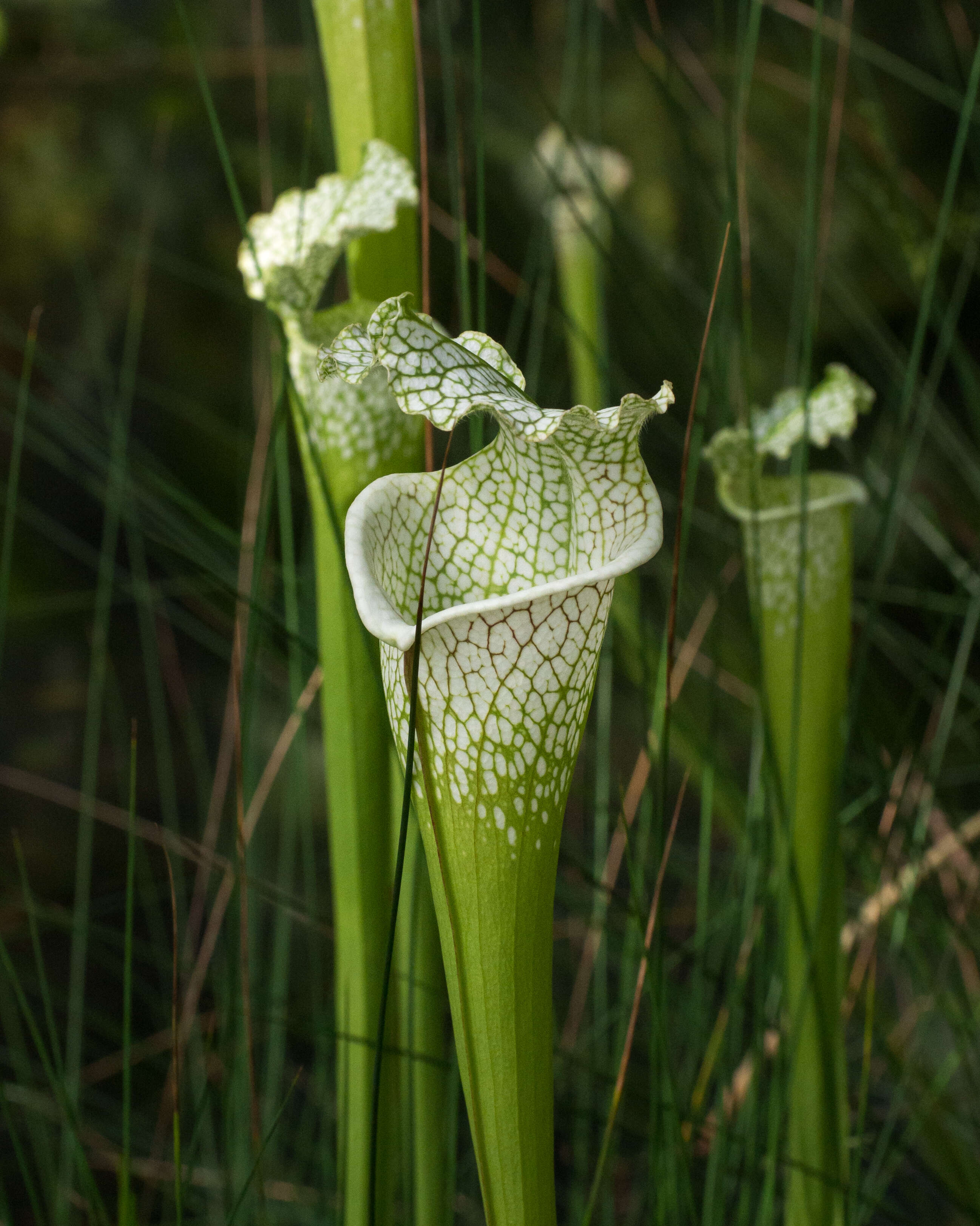 Image of crimson pitcherplant