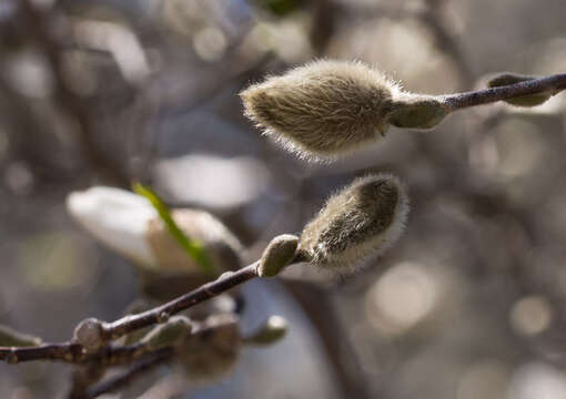 Image of Star Magnolia