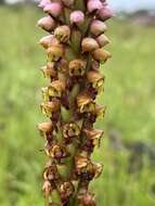 Image of Disa versicolor Rchb. fil.