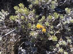 Image de Helichrysum trilineatum DC.