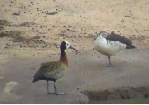 Image of White-faced Whistling Duck