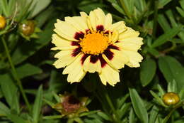 Image of golden tickseed
