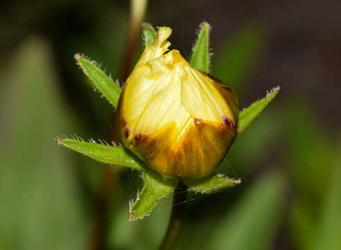 Image of golden tickseed