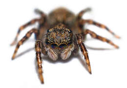 Image of Jumping spider