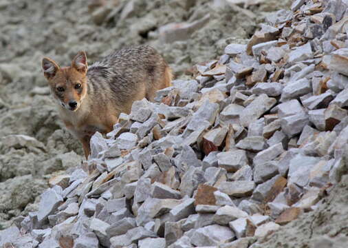 Слика од Canis aureus indicus Hodgson 1833