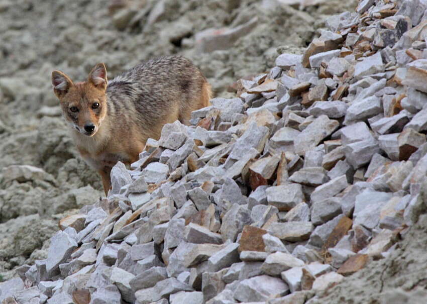 Слика од Canis aureus indicus Hodgson 1833