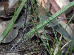 Image of Thick-lipped spider-orchid