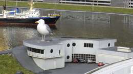 Image of European Herring Gull