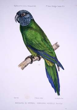 Image of Aratinga Spix 1824