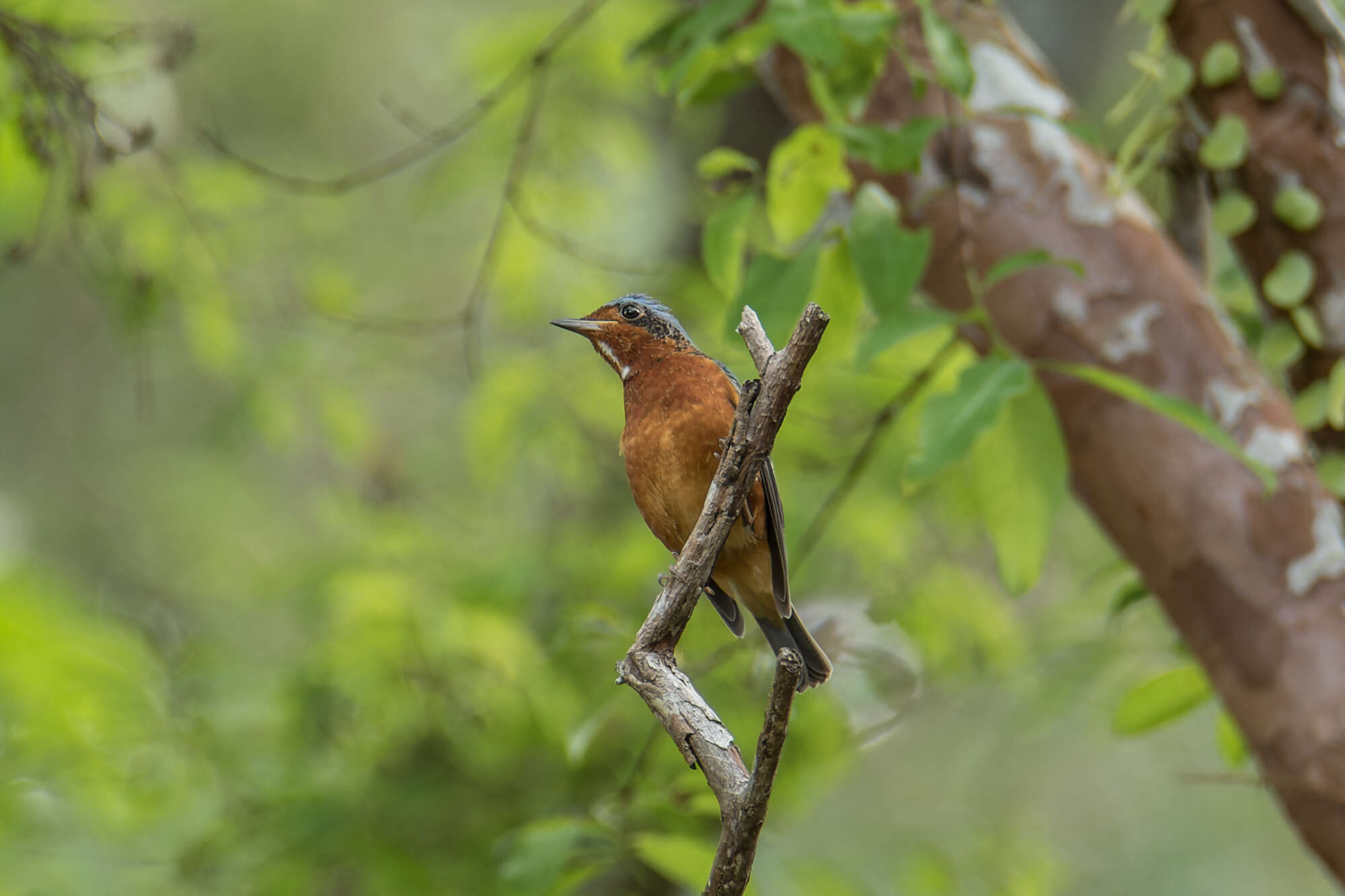 Imagem de Monticola gularis (Swinhoe 1863)