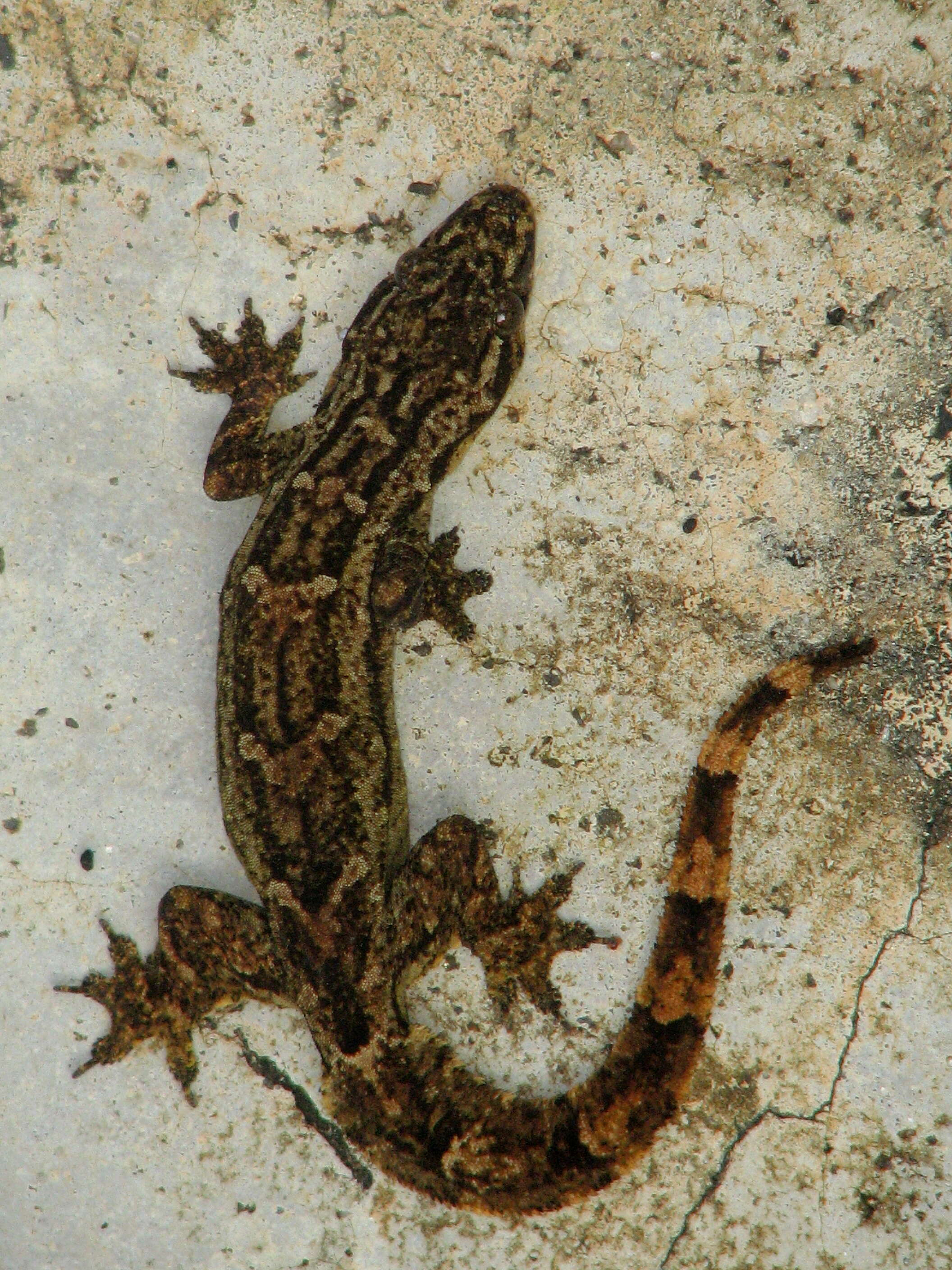 Image of Flat-tailed House Gecko