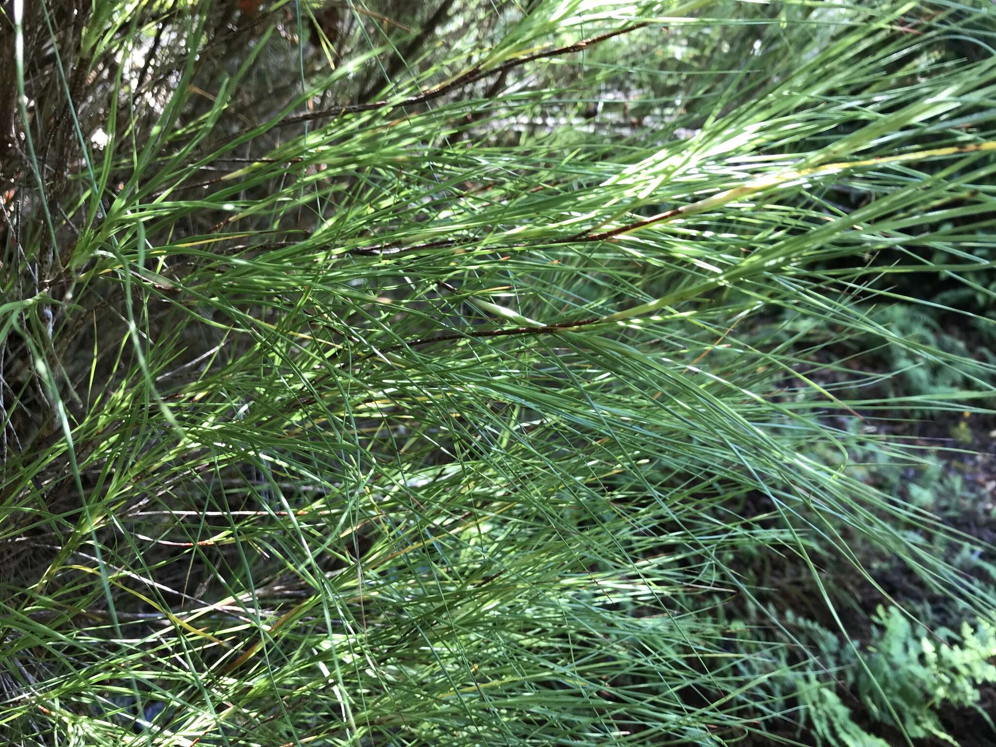 Image of Dracophyllum filifolium Hook. fil.