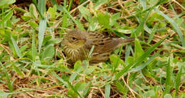 Locustella lanceolata (Temminck 1840) resmi