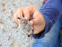 Image of Cave Myotis