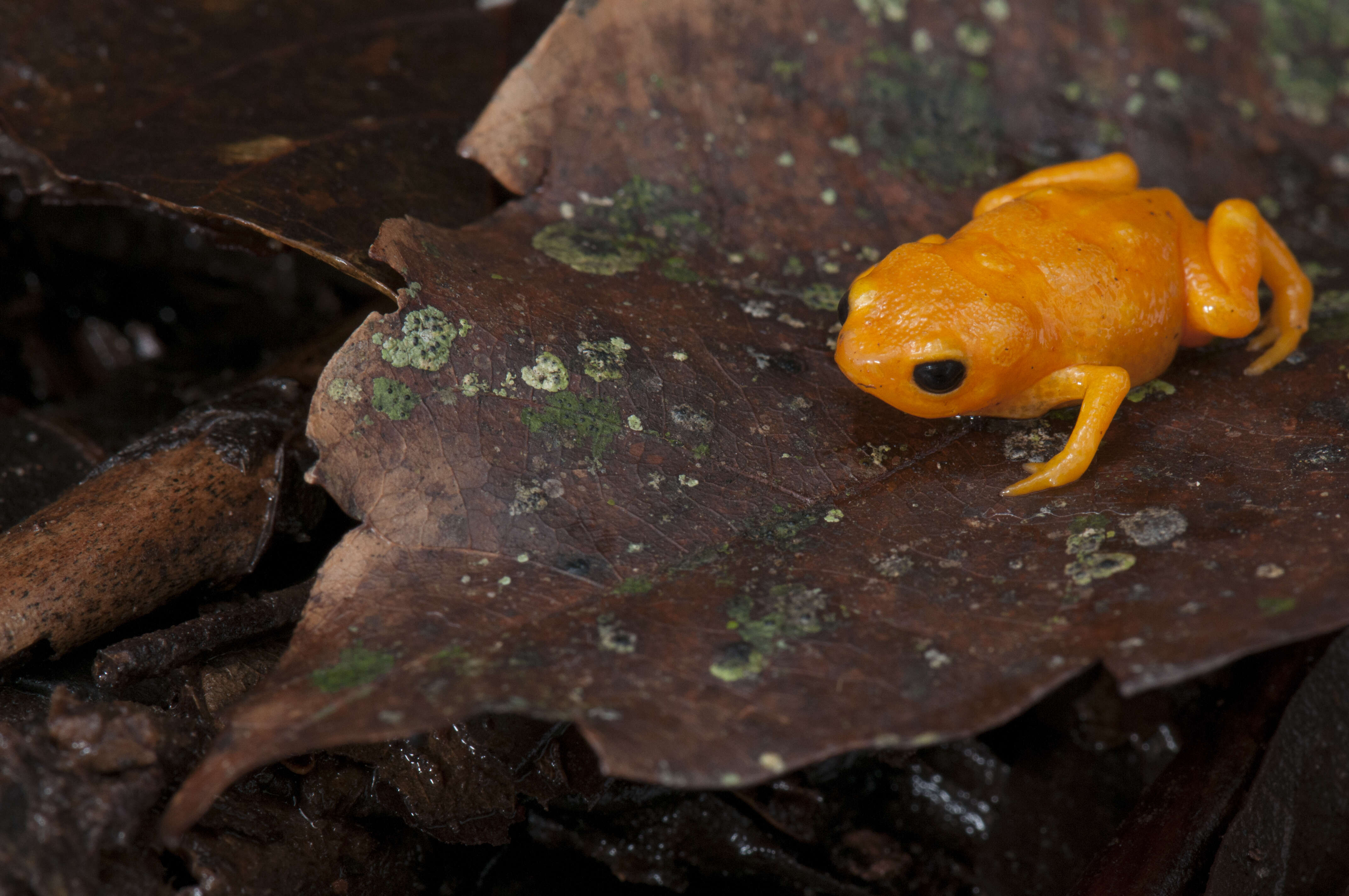 Image of Pumpkin Toadlet