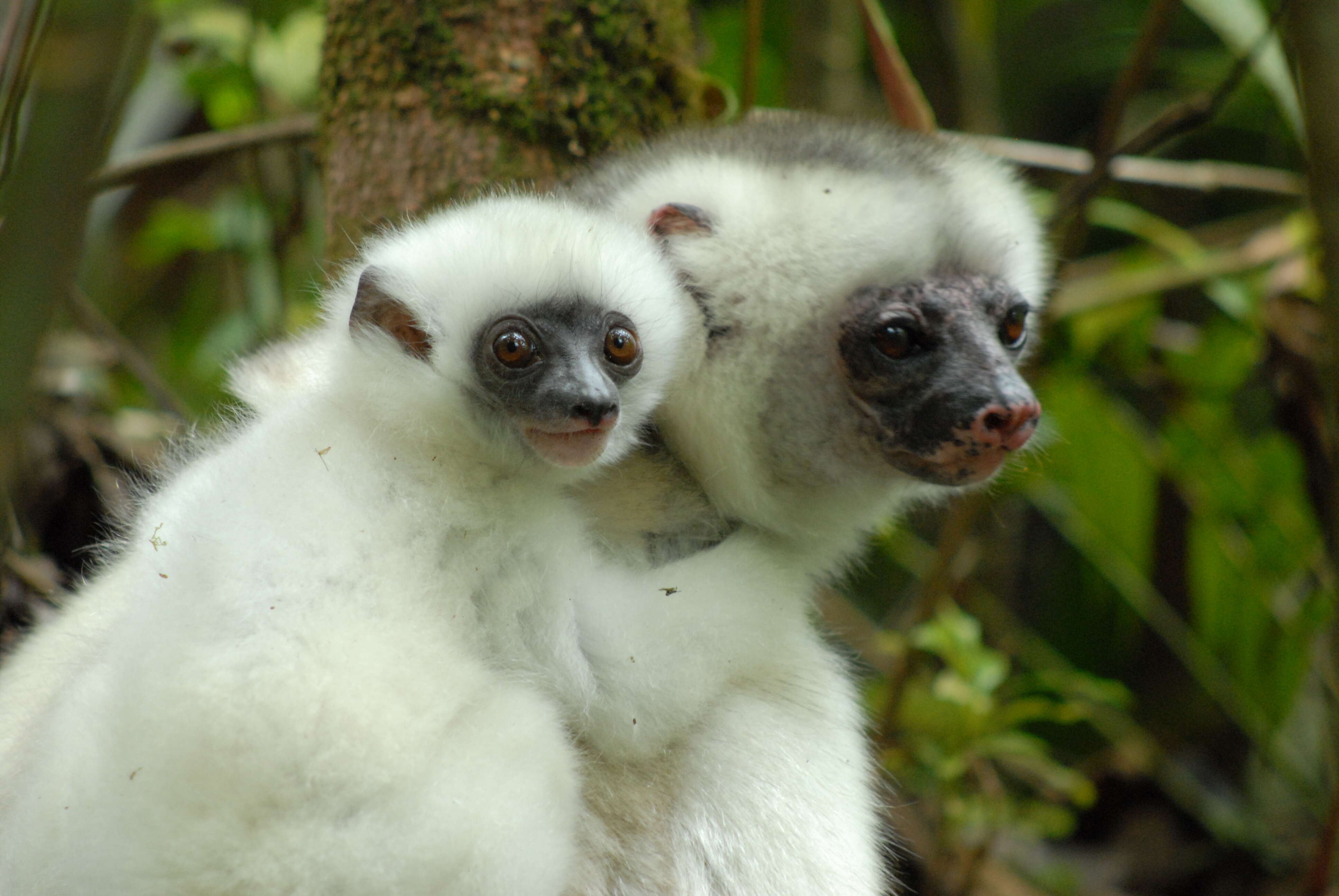 Image of Silky Sifaka