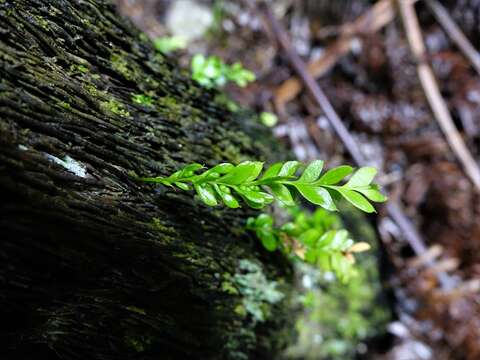 Image de Tmesipteris lanceolata Dangeard