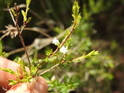 Image of Leucopogon leptospermoides R. Br.