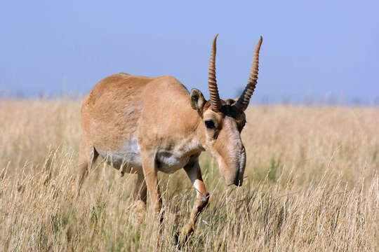 Image of Saigas