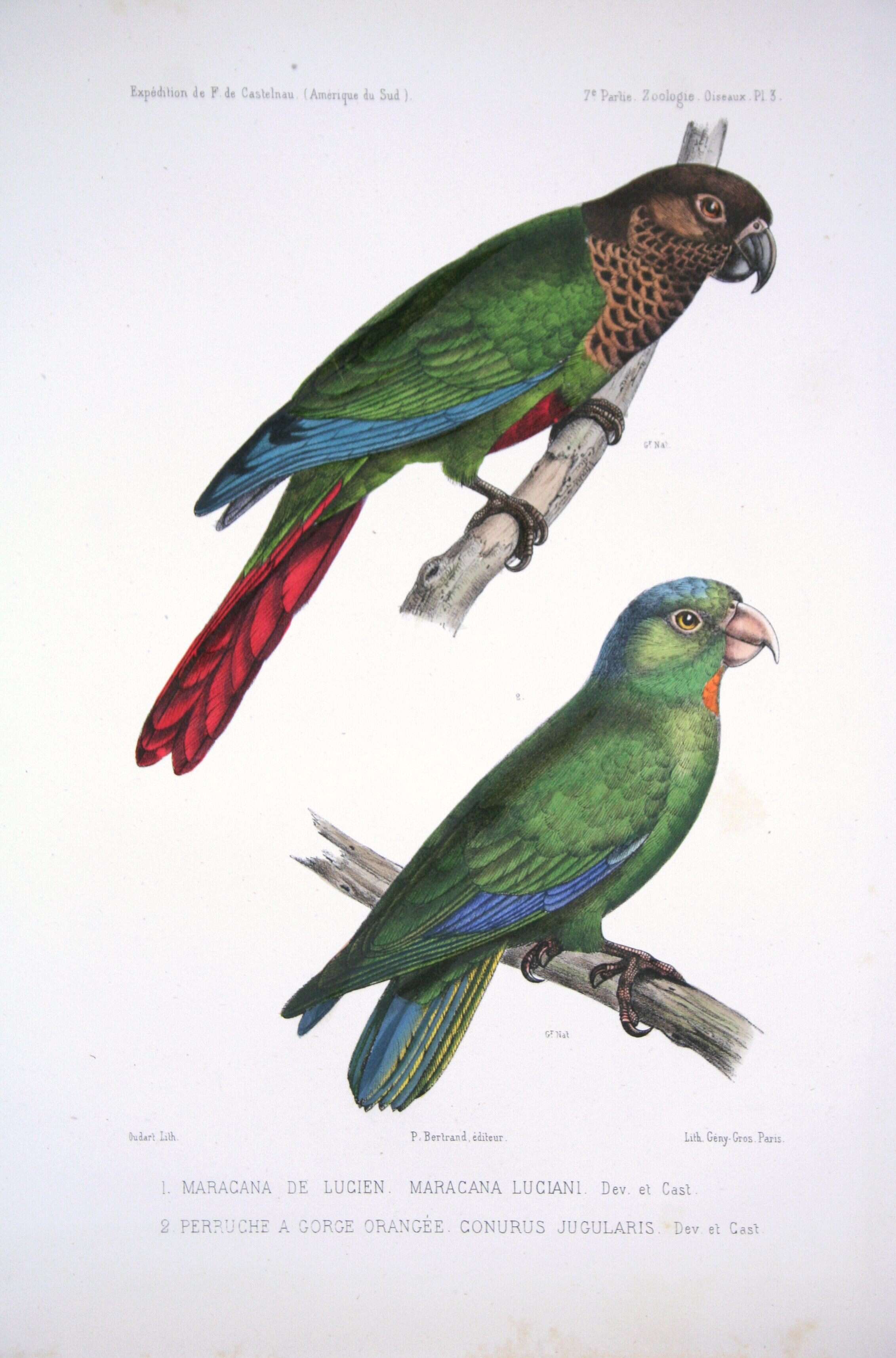 Image of Bonaparte's Parakeet