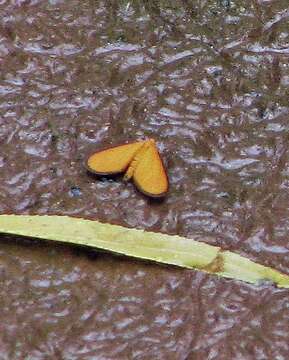 Image of Eudulophasia invaria Walker 1854