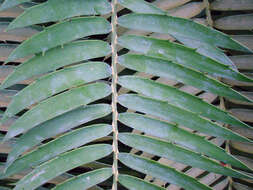 Image of Bushman's River Cycad