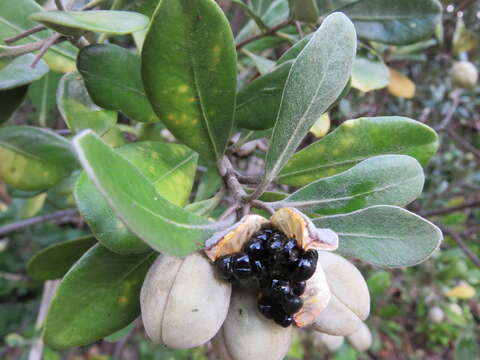 Image de Pittosporum crassifolium Banks & Sol. ex A. Cunningham