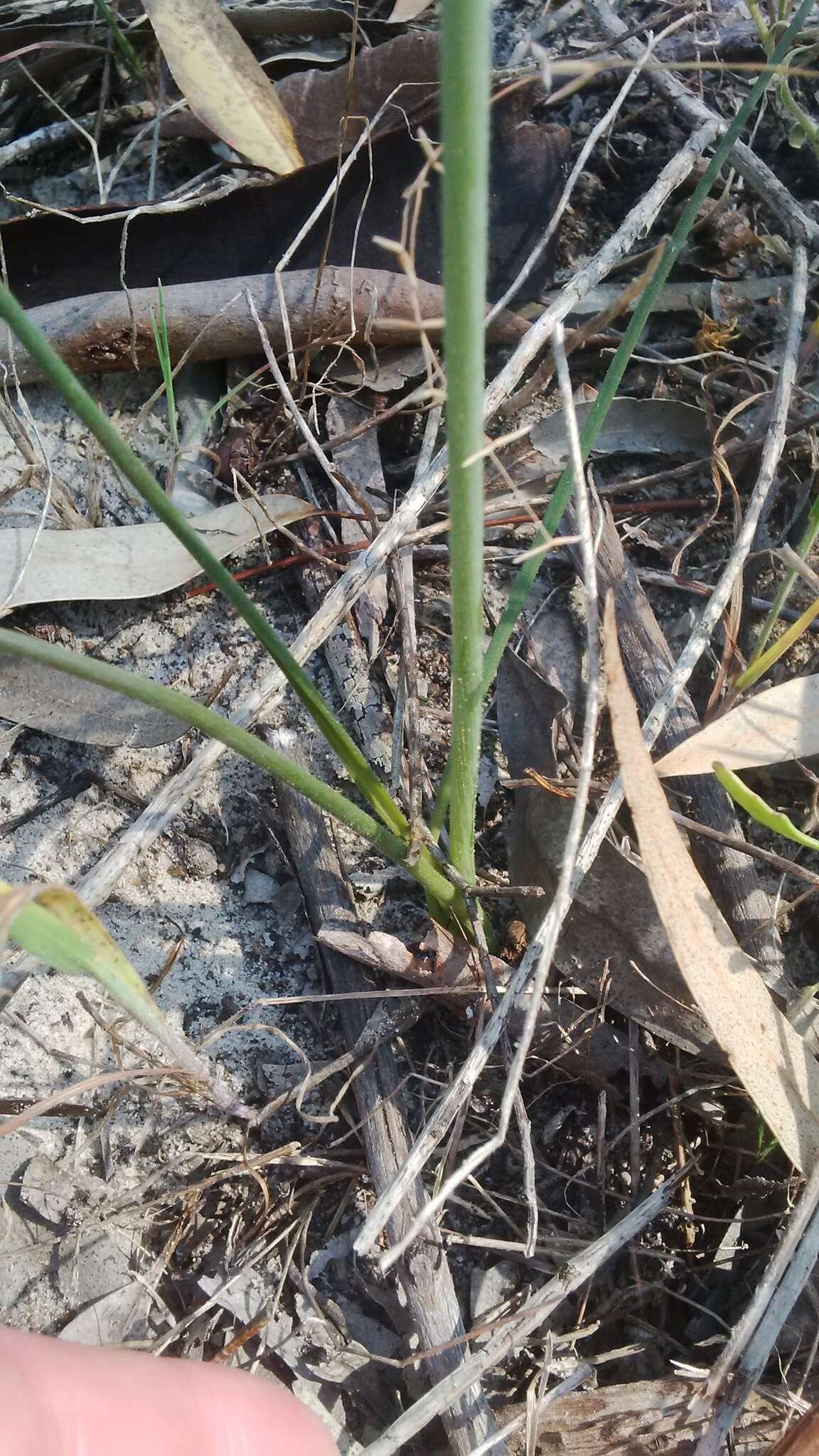 Image of Albuca flaccida Jacq.