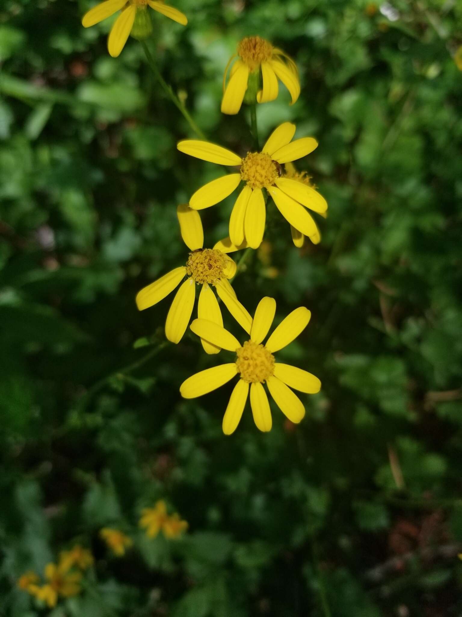 Image of Harford's ragwort