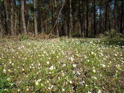 Слика од Viola hymettia Boiss. & Heldr.