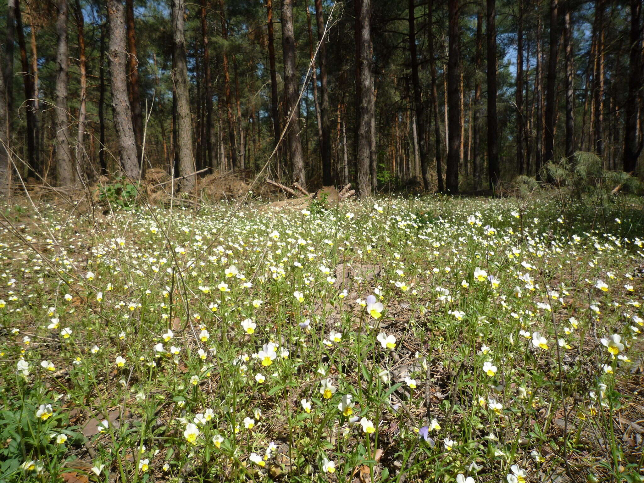 Слика од Viola hymettia Boiss. & Heldr.