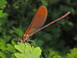 Image of Copper Demoiselle