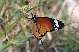 Imagem de <i>Danaus chrysippus orientis</i>