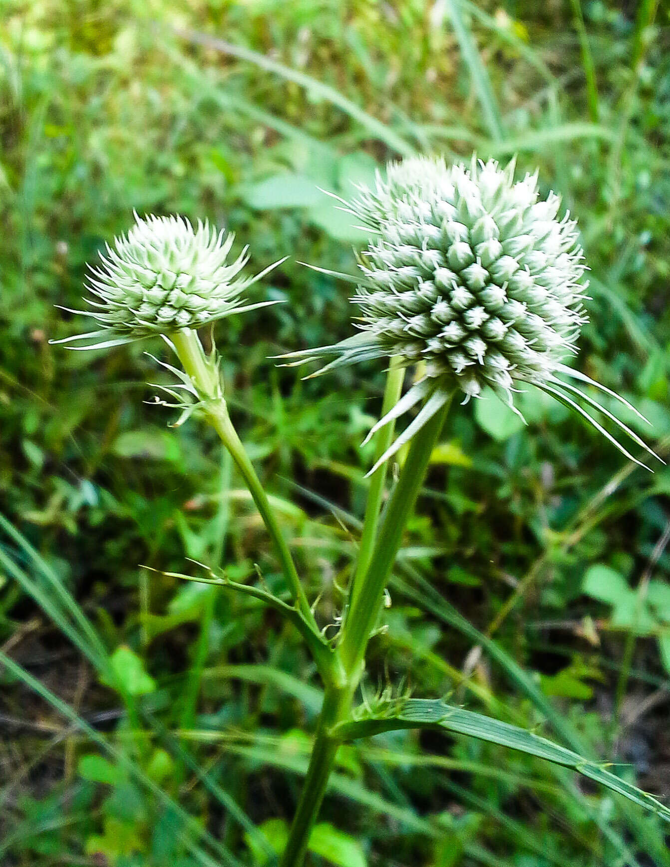 Imagem de Eryngium yuccifolium Michx.