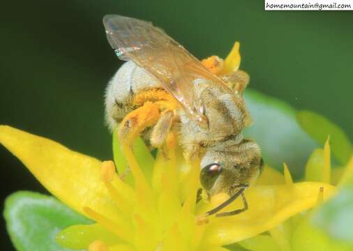 Image of Halictus pseudovestitus Blüthgen 1925