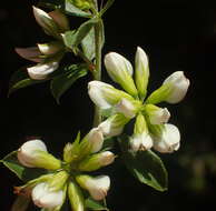 Image de Otholobium bowieanum (Harv.) C. H. Stirt.