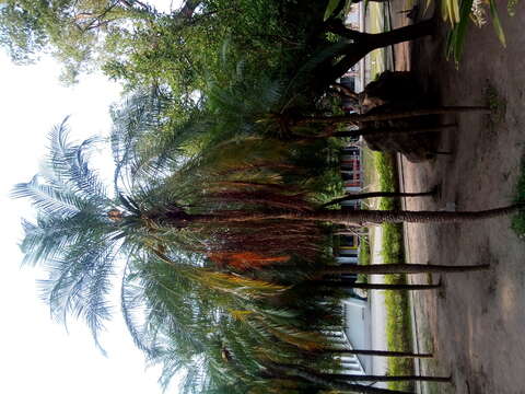 Image of pygmy date palm