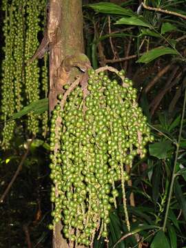 Image of Burmese fishtail palm