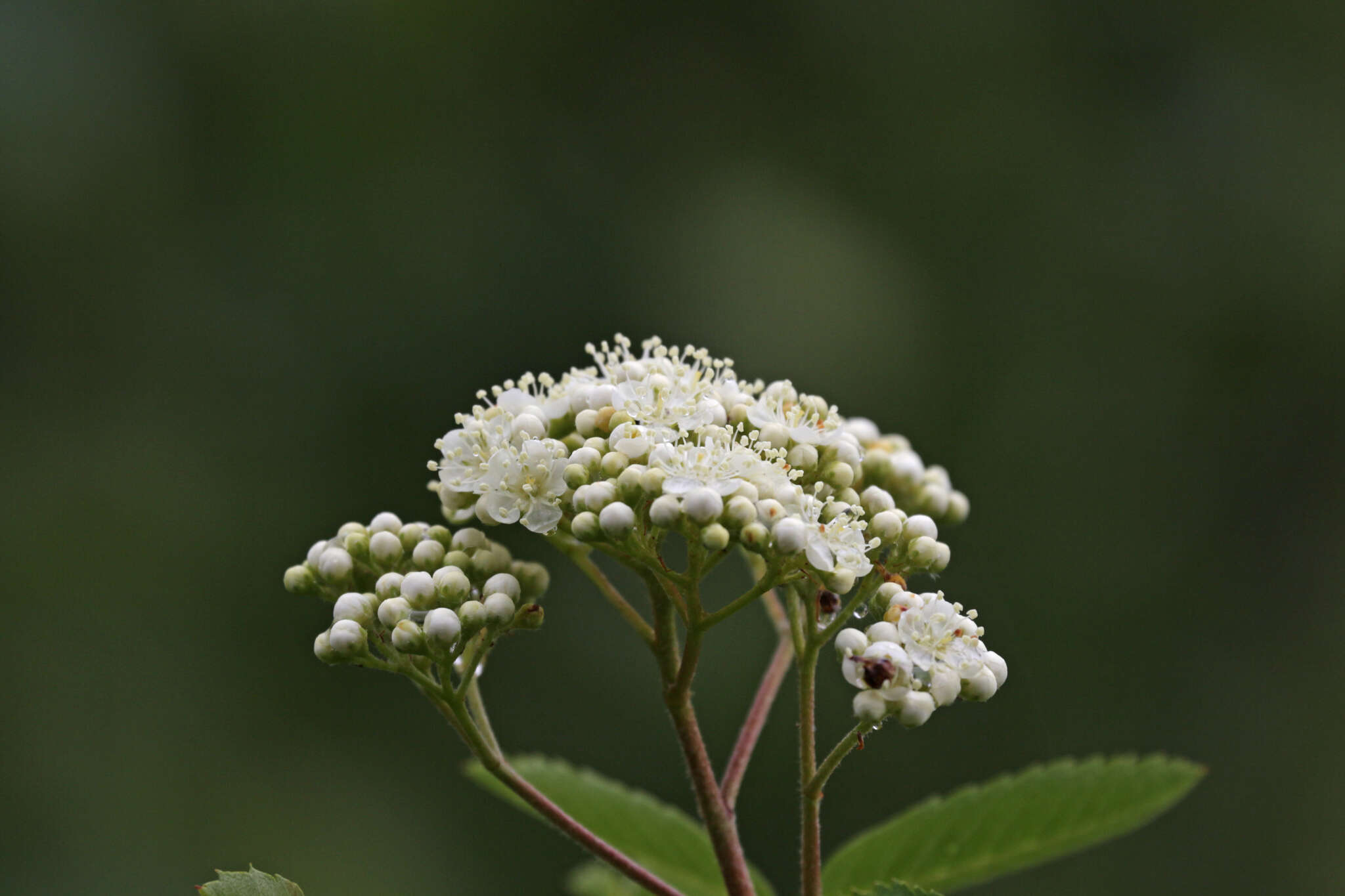 Image de Sorbus decora (Sarg.) Schneid.