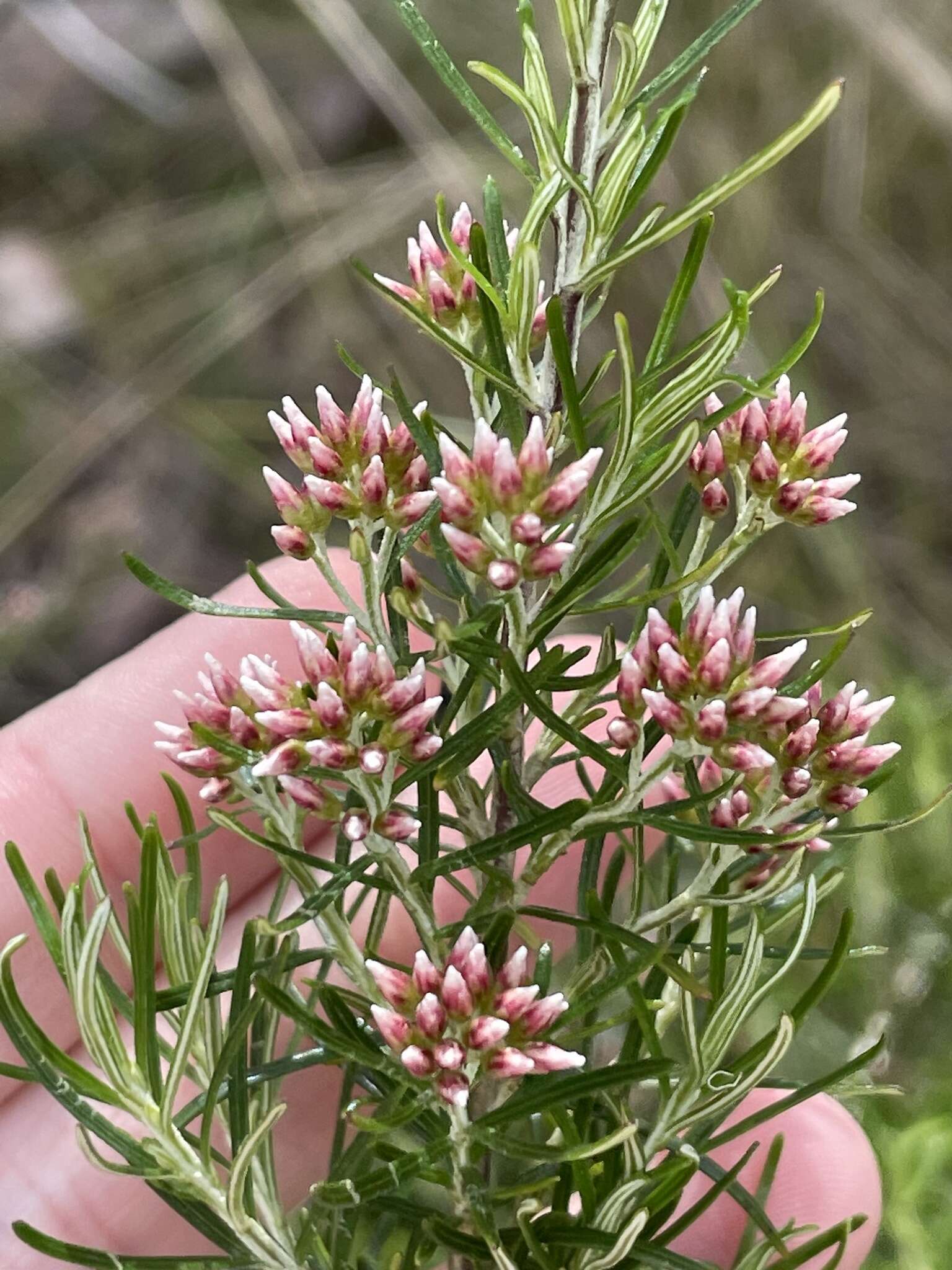 Image of Ozothamnus thyrsoideus DC.