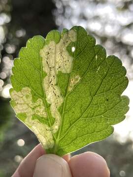 Imagem de Phytomyza pastinacae Hendel 1923