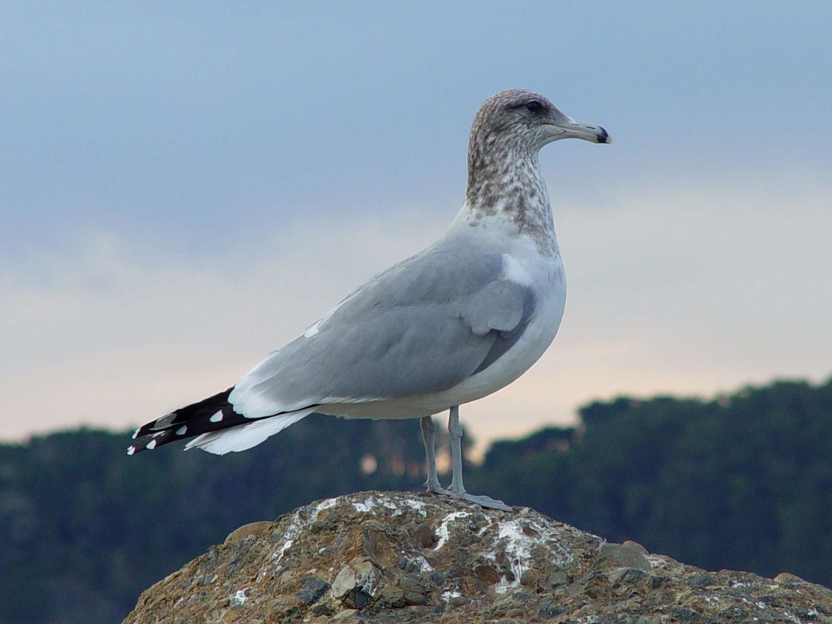 Image of California Gull